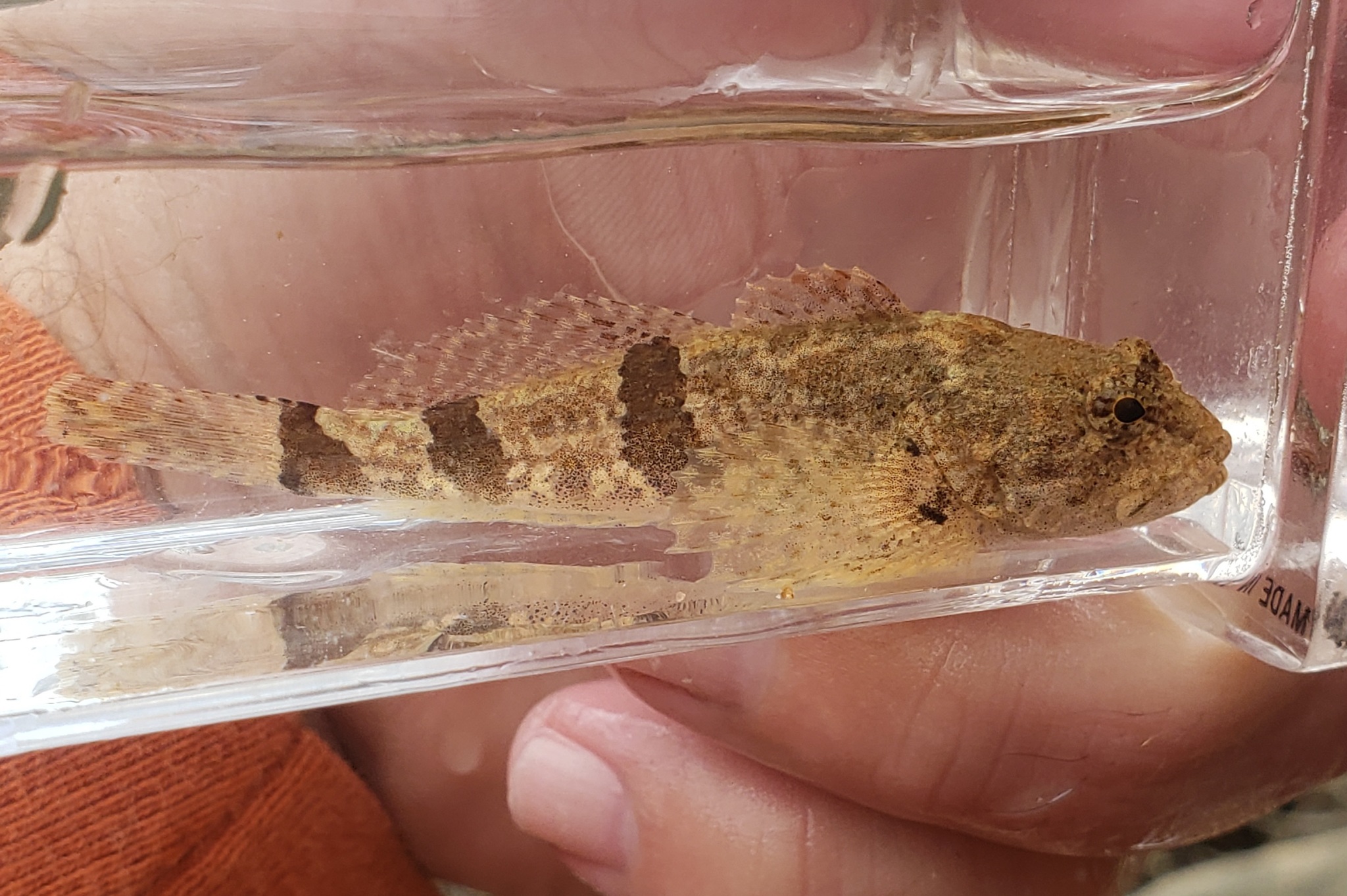 image of cottus carolinae \(banded sculpin\)