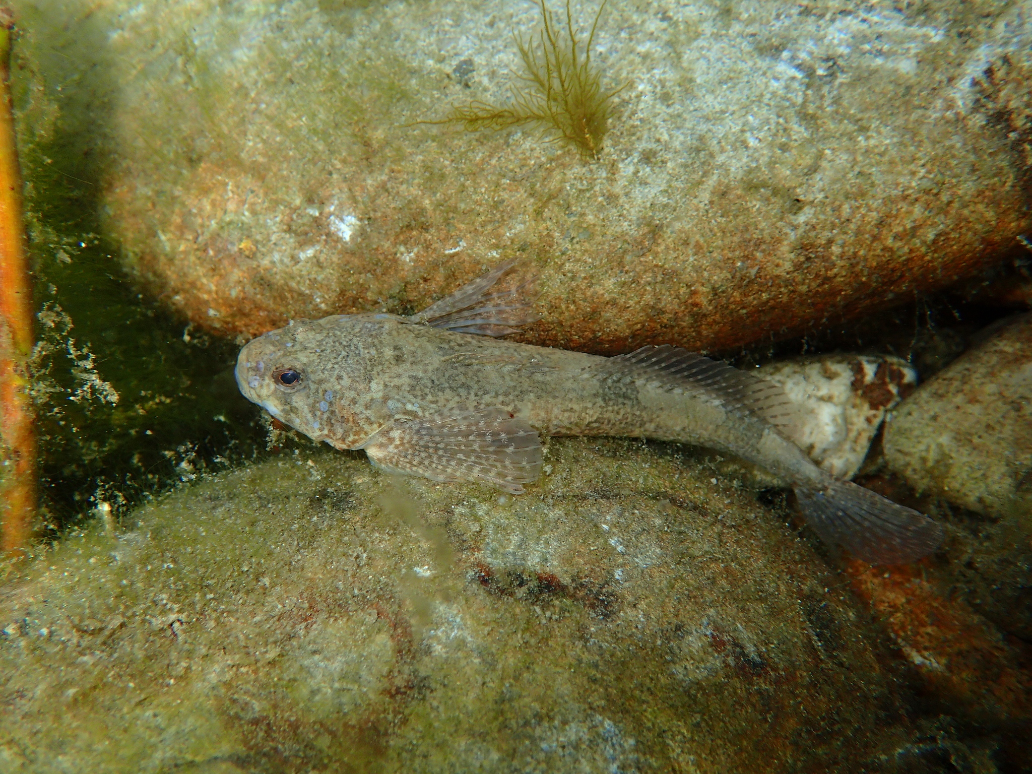 image of cottus gobio \(bullhead\)
