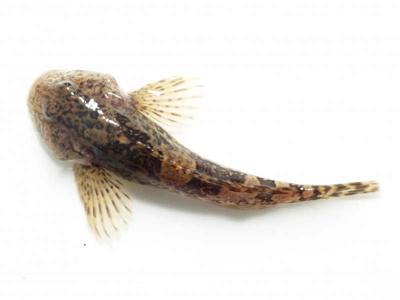 image of cottus rhenanus \(chabot de rhenanie\)