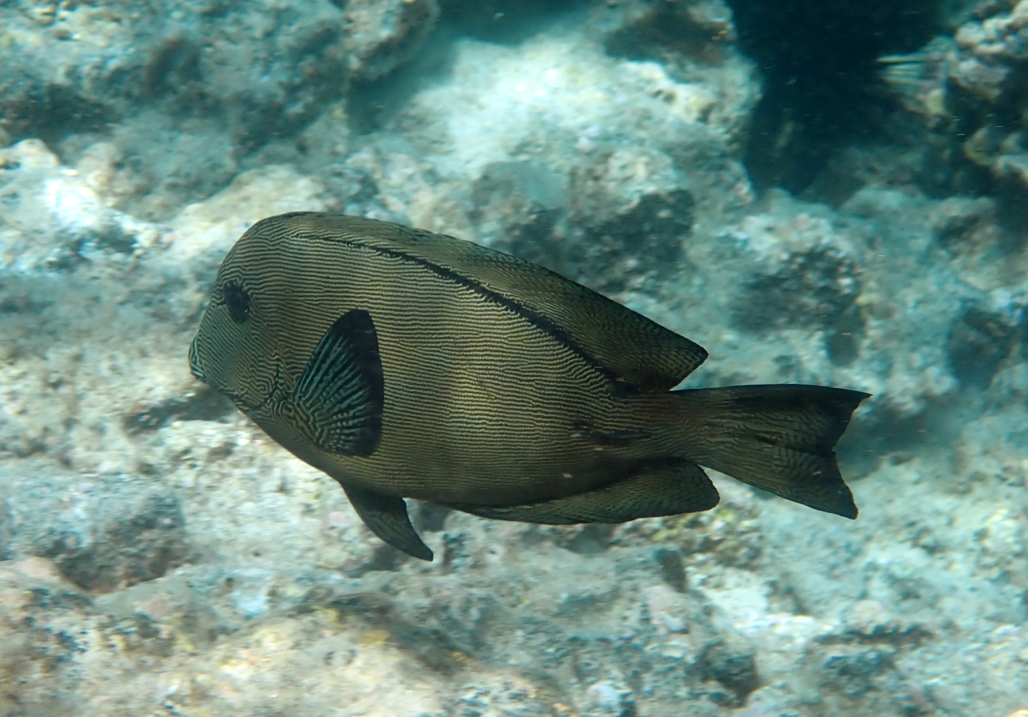 image of ctenochaetus hawaiiensis \(chevron tang\)