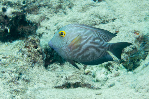 image of ctenochaetus strigosus \(spotted surgeonfish\)