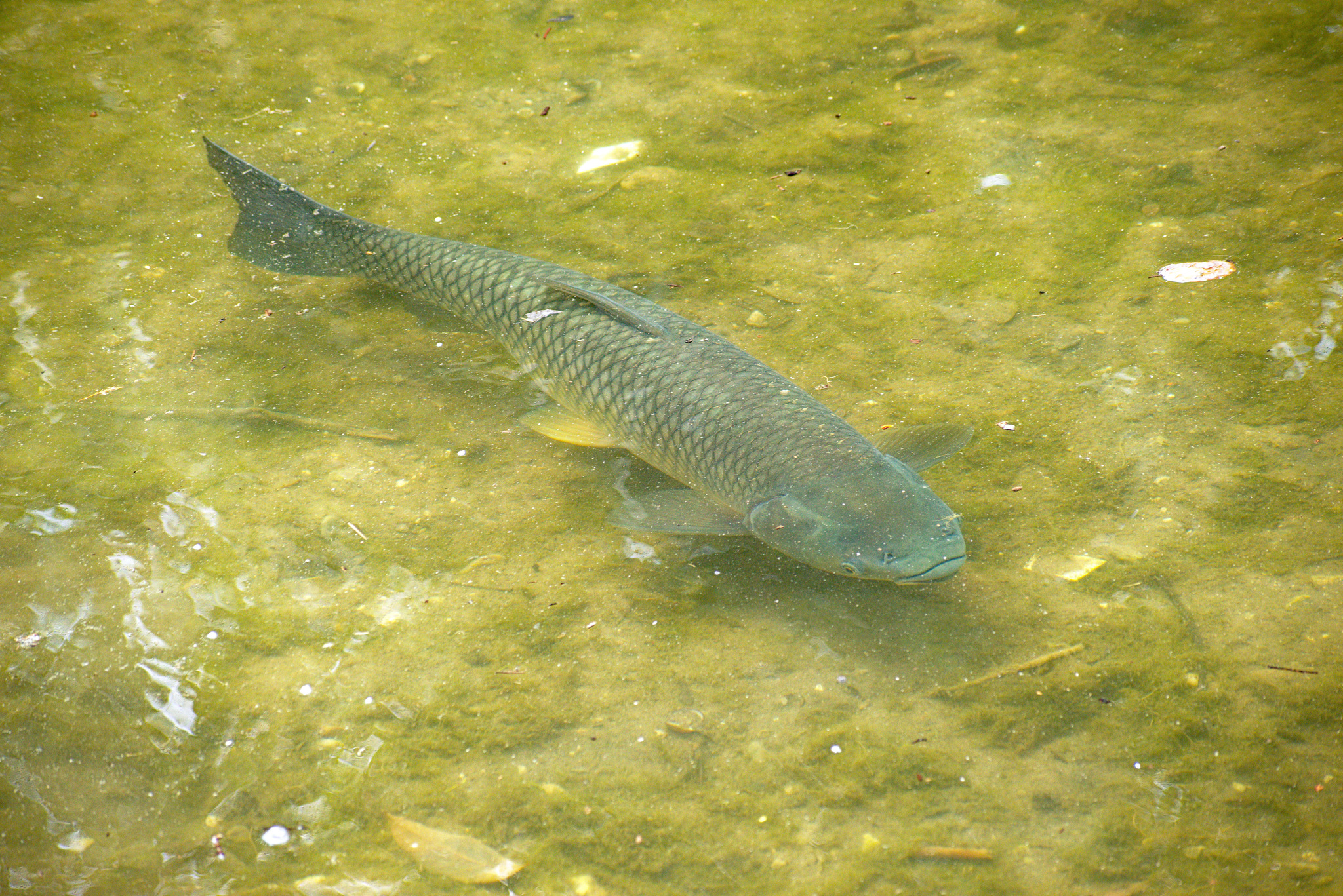 image of ctenopharyngodon idella \(grass carp\)