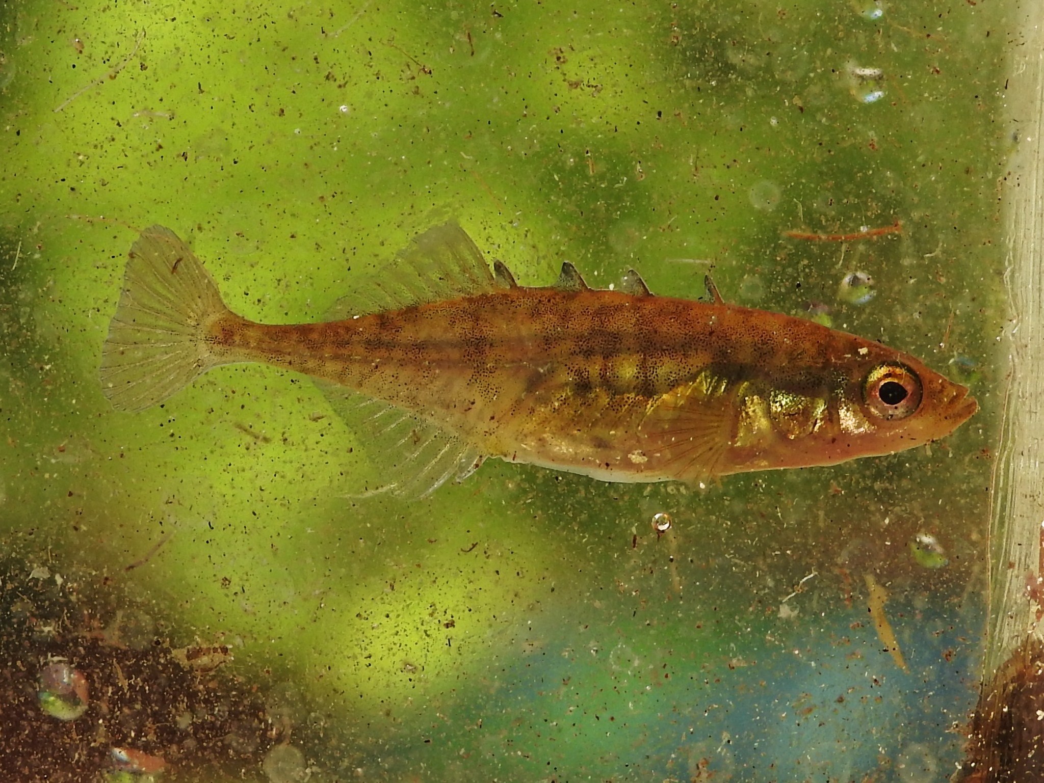 image of culaea inconstans \(brook stickleback\)