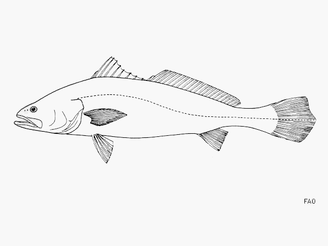 image of cynoscion albus \(whitefin weakfish\)