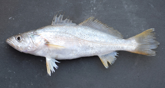 image of cynoscion arenarius \(sand weakfish\)