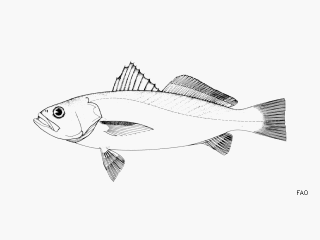 image of cynoscion jamaicensis \(jamaica weakfish\)