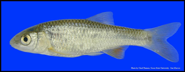 image of cyprinella lepida \(plateau shiner\)
