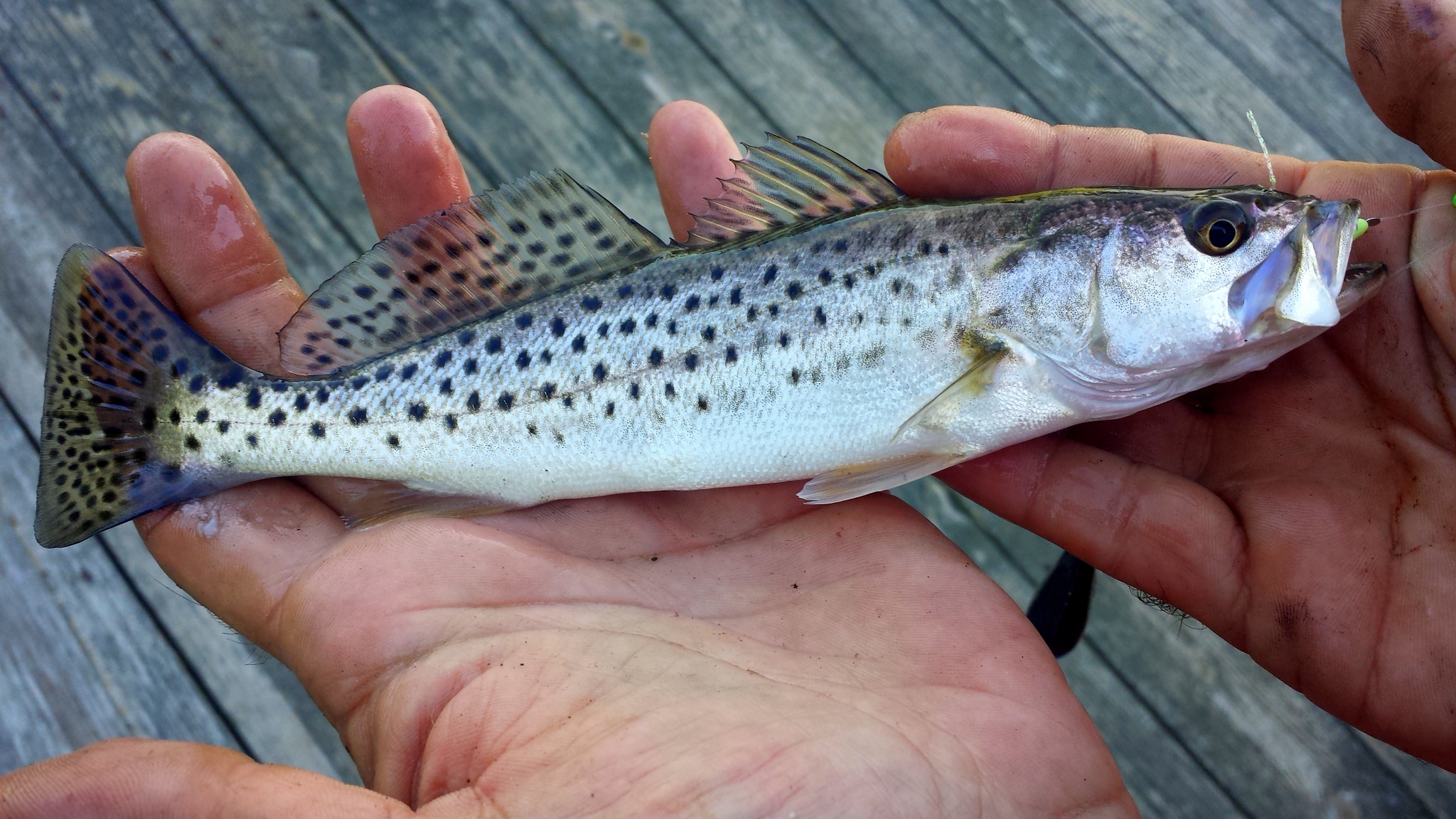 image of cynoscion nebulosus \(spotted weakfish\)