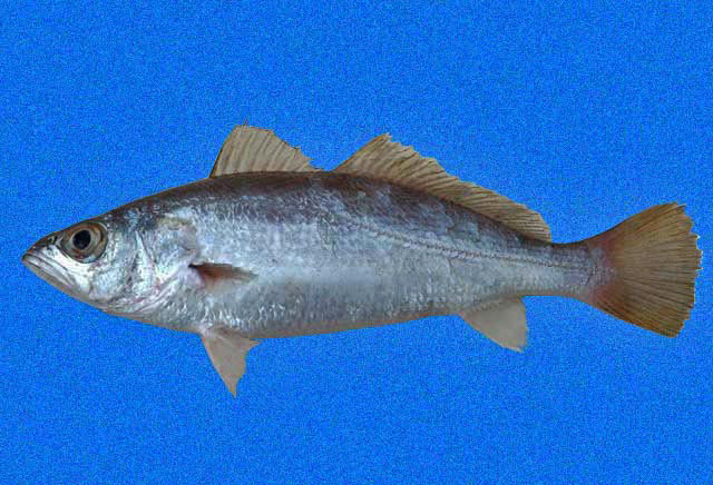 image of cynoscion nothus \(silver seatrout\)