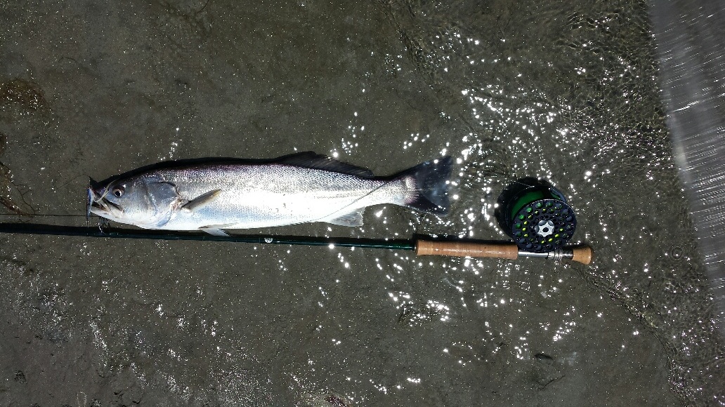 image of cynoscion parvipinnis \(shortfin weakfish\)
