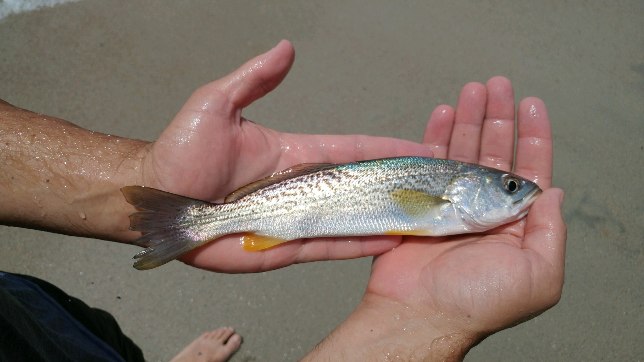 image of cynoscion regalis \(squeteague\)