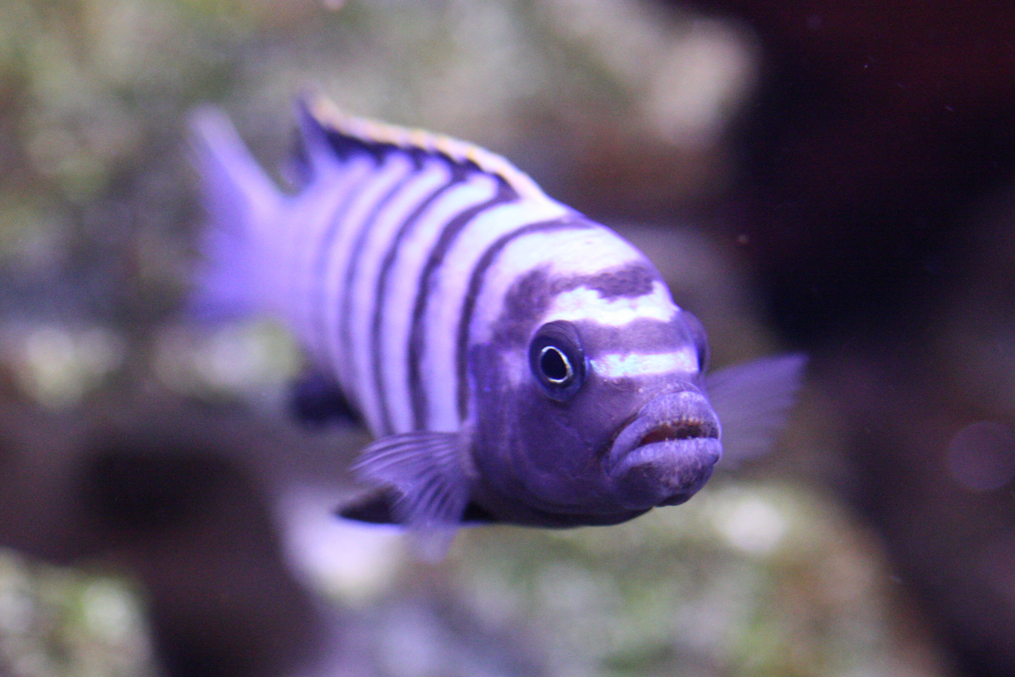image of cynotilapia afra