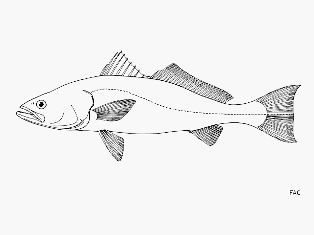 image of cynoscion othonopterus \(gulf weakfish\)