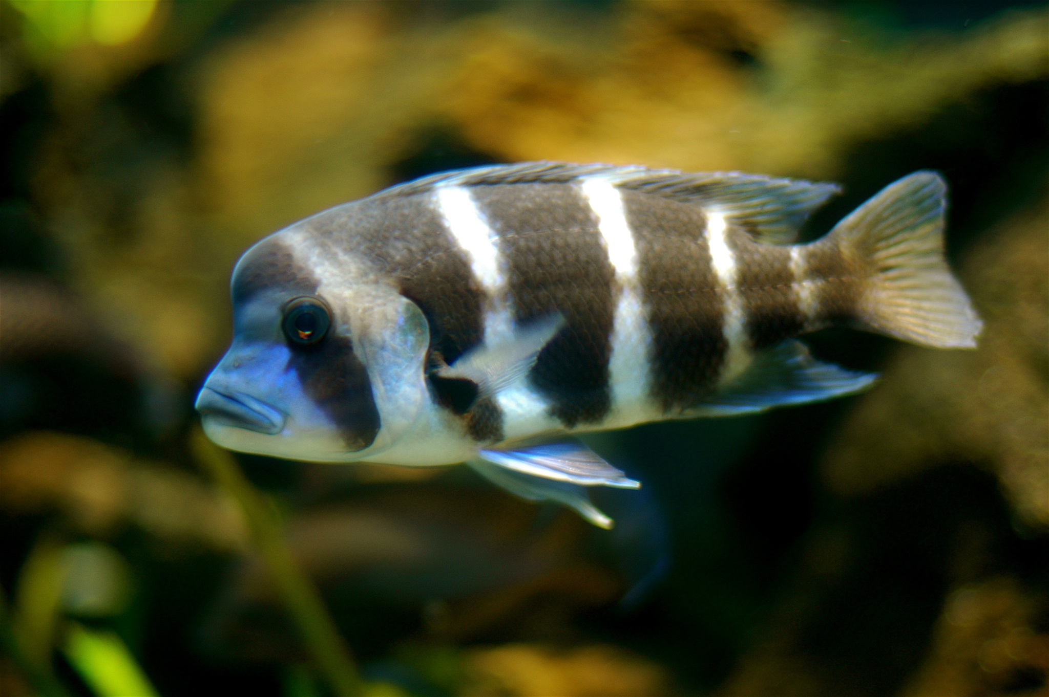 image of cyphotilapia frontosa \(humphead cichlid\)
