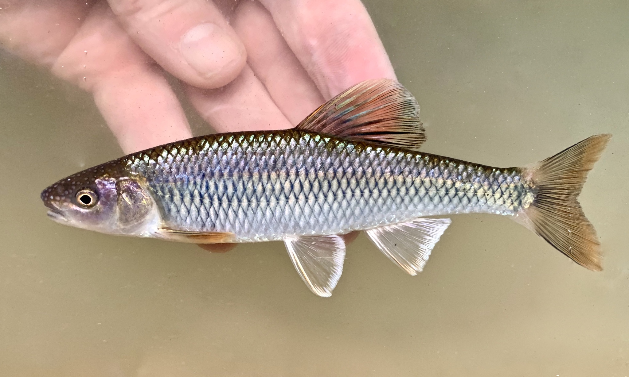image of cyprinella galactura \(whitetail shiner\)