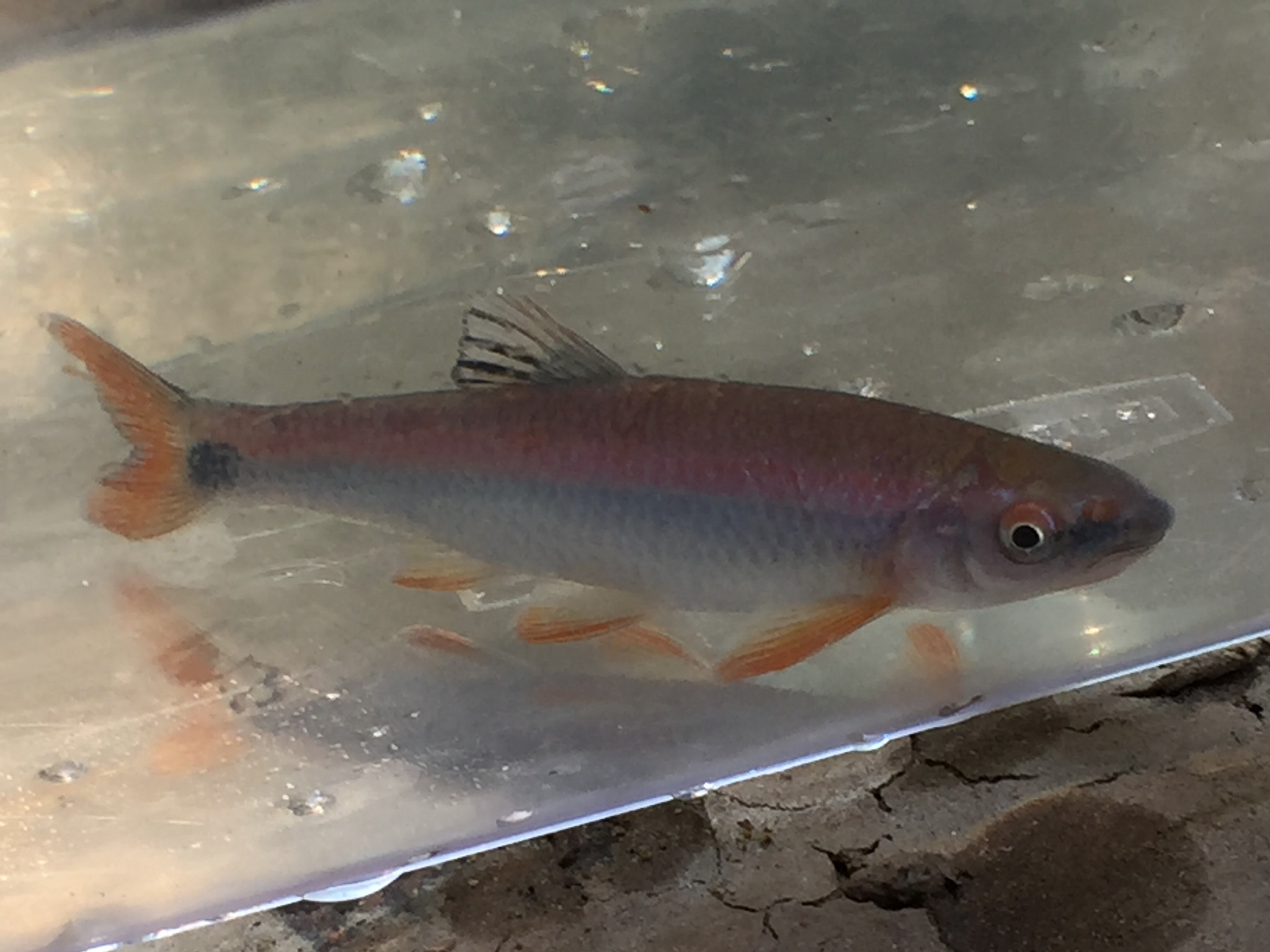 image of cyprinella gibbsi \(tallapoosa shiner\)