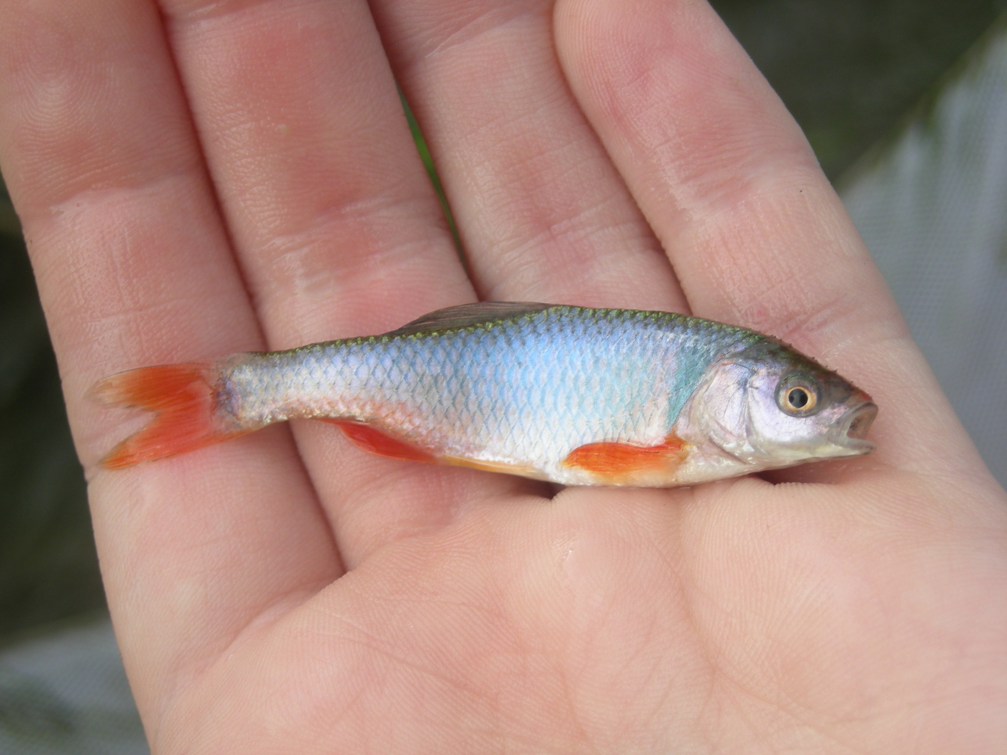 image of cyprinella lutrensis \(red shiner\)