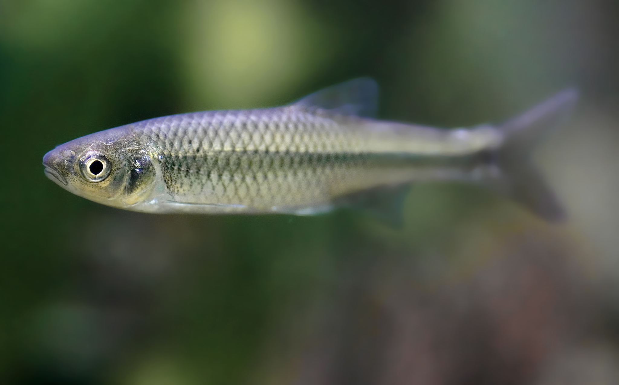 image of cyprinella spiloptera \(spotfin shiner\)