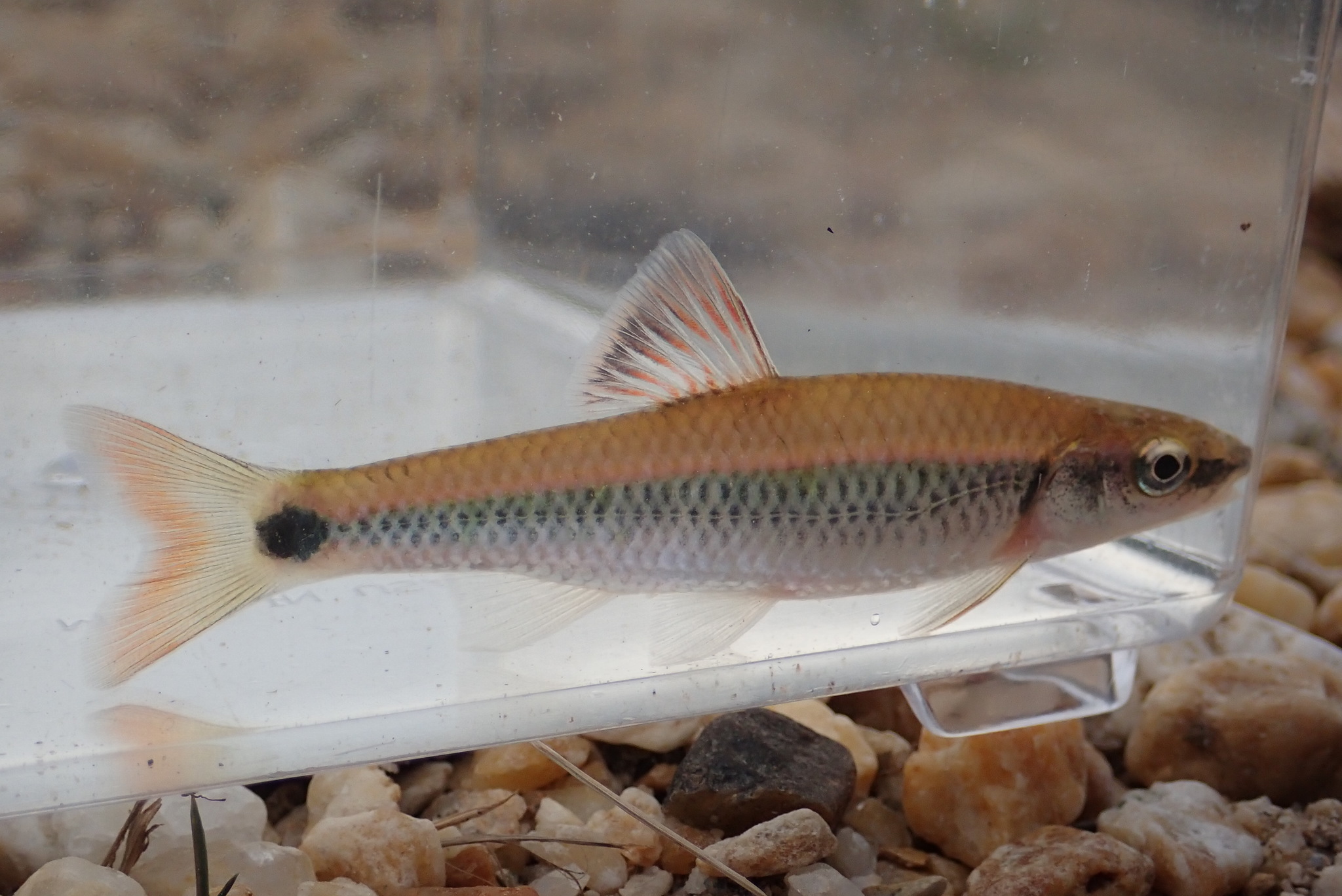 image of cyprinella trichroistia \(tricolor shiner\)