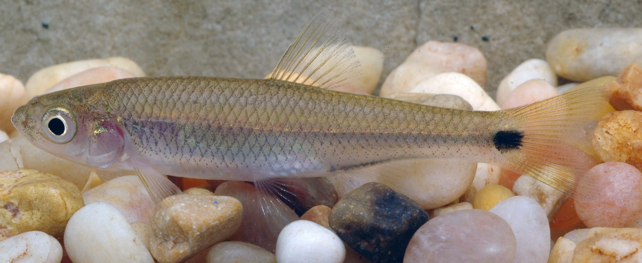 image of cyprinella venusta \(blacktail shiner\)