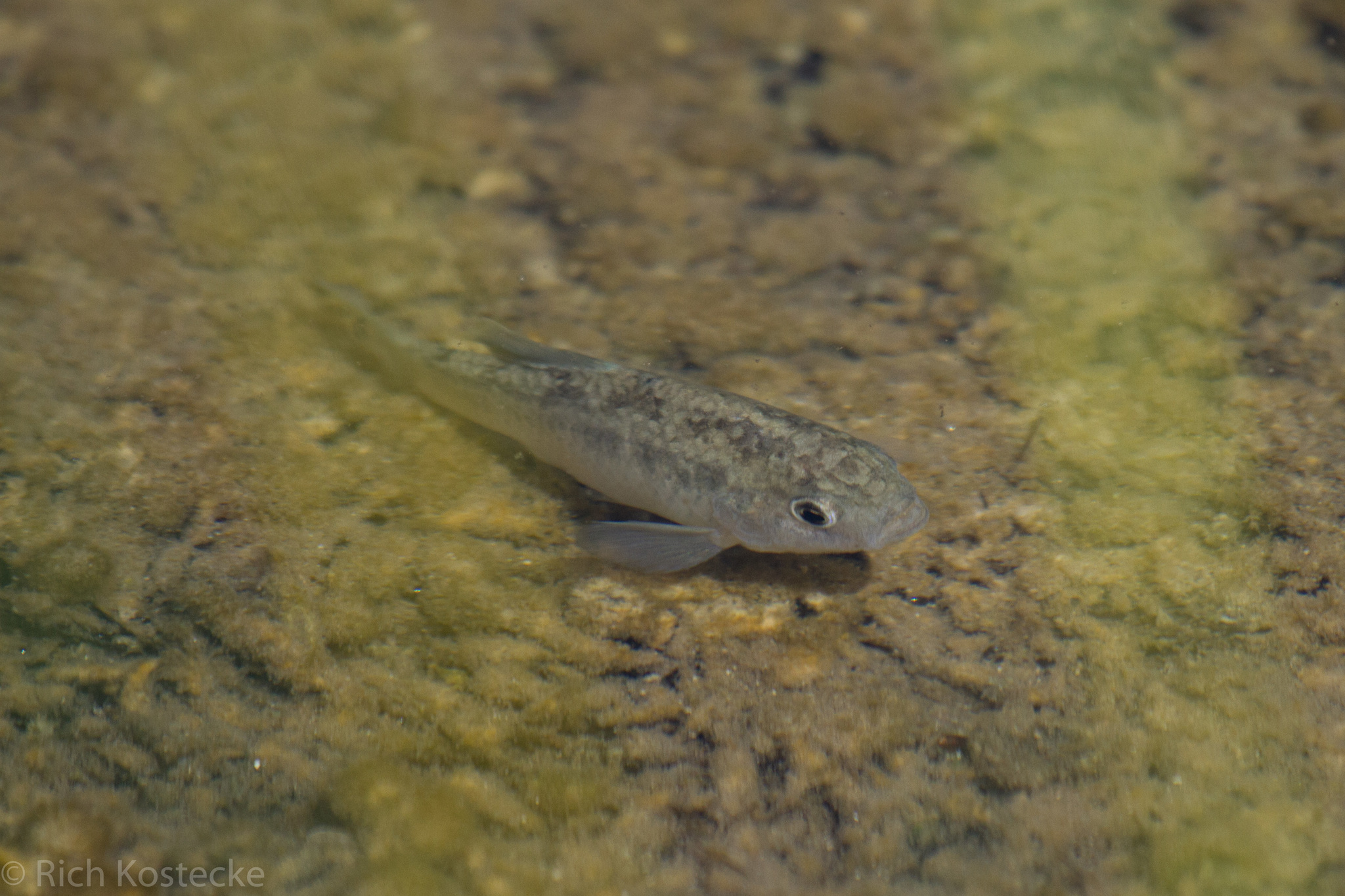 image of cyprinodon bovinus \(leon springs pupfish\)