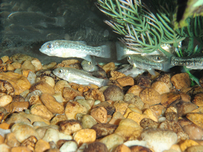 image of cyprinodon elegans \(comanche springs pupfish\)