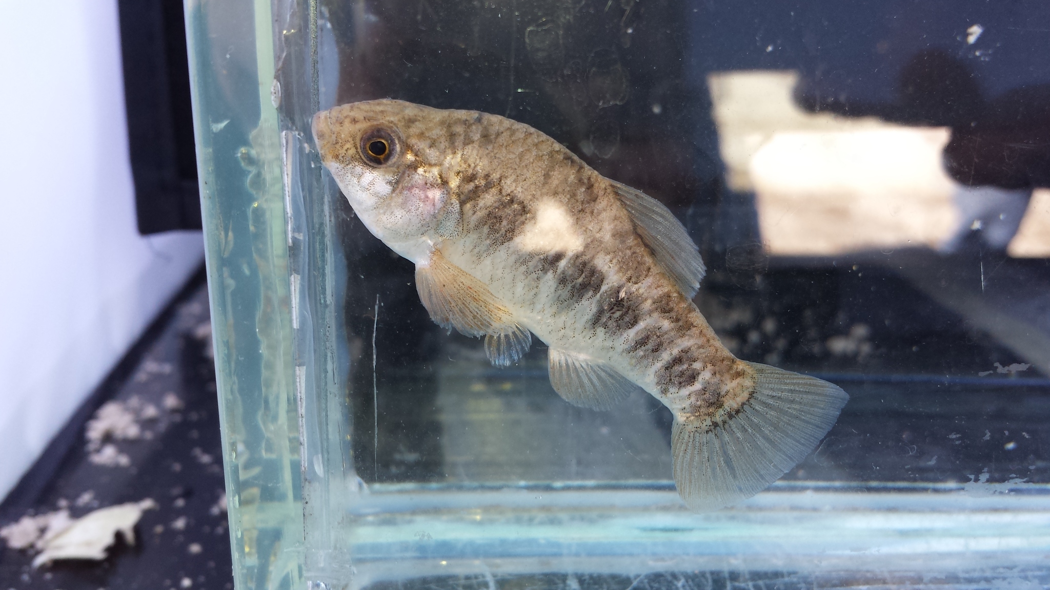 image of cyprinodon pecosensis \(pecos pupfish\)
