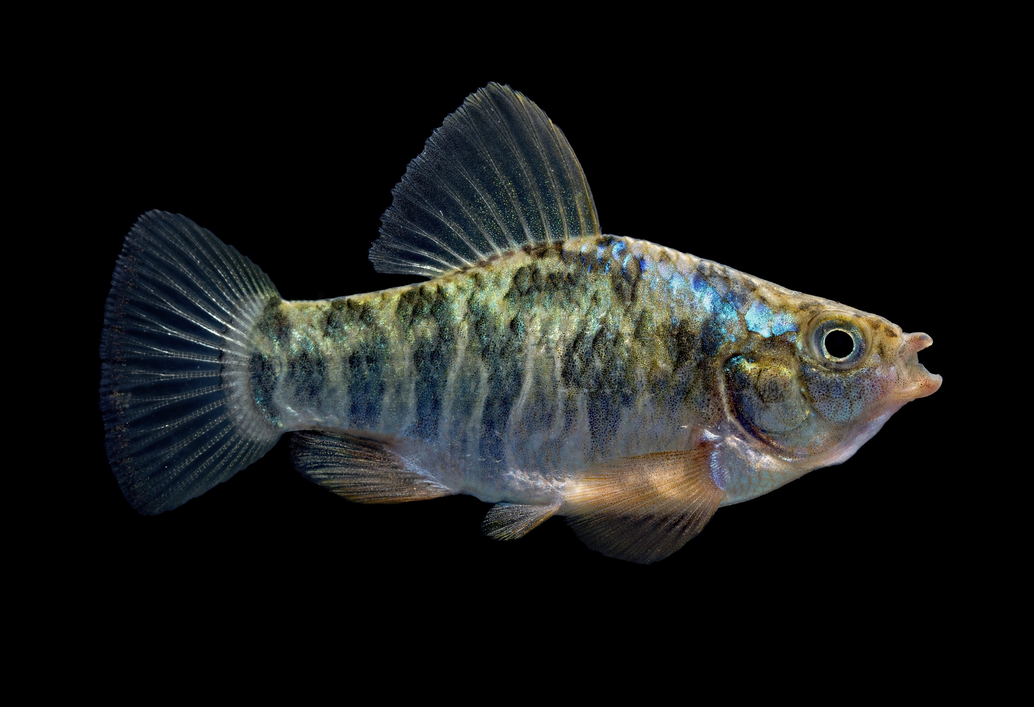 image of cyprinodon variegatus \(sheepshead minnow\)