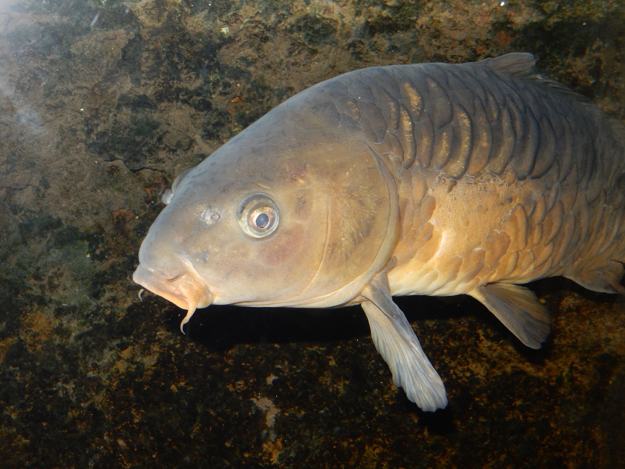image of cyprinus carpio \(common carp\)