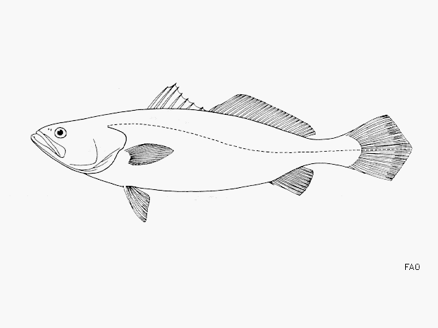 image of cynoscion squamipinnis \(weakfish\)