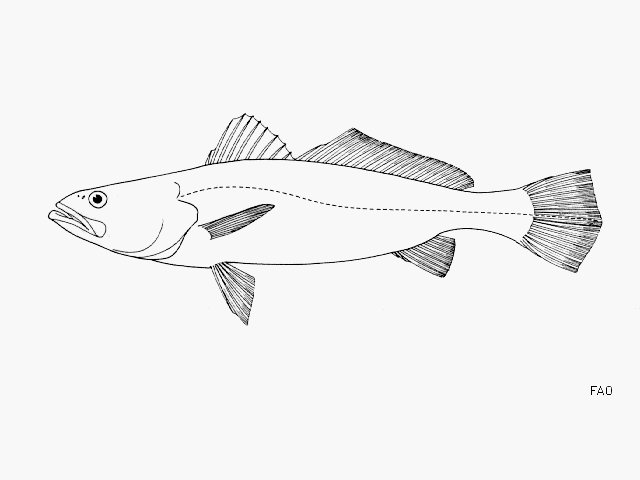 image of cynoscion xanthulus \(orangemouth weakfish\)