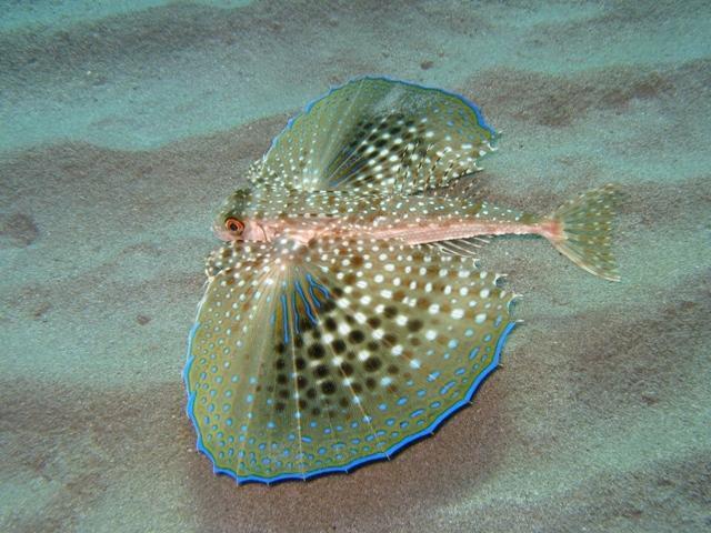 image of dactylopterus volitans \(flying gurnard\)