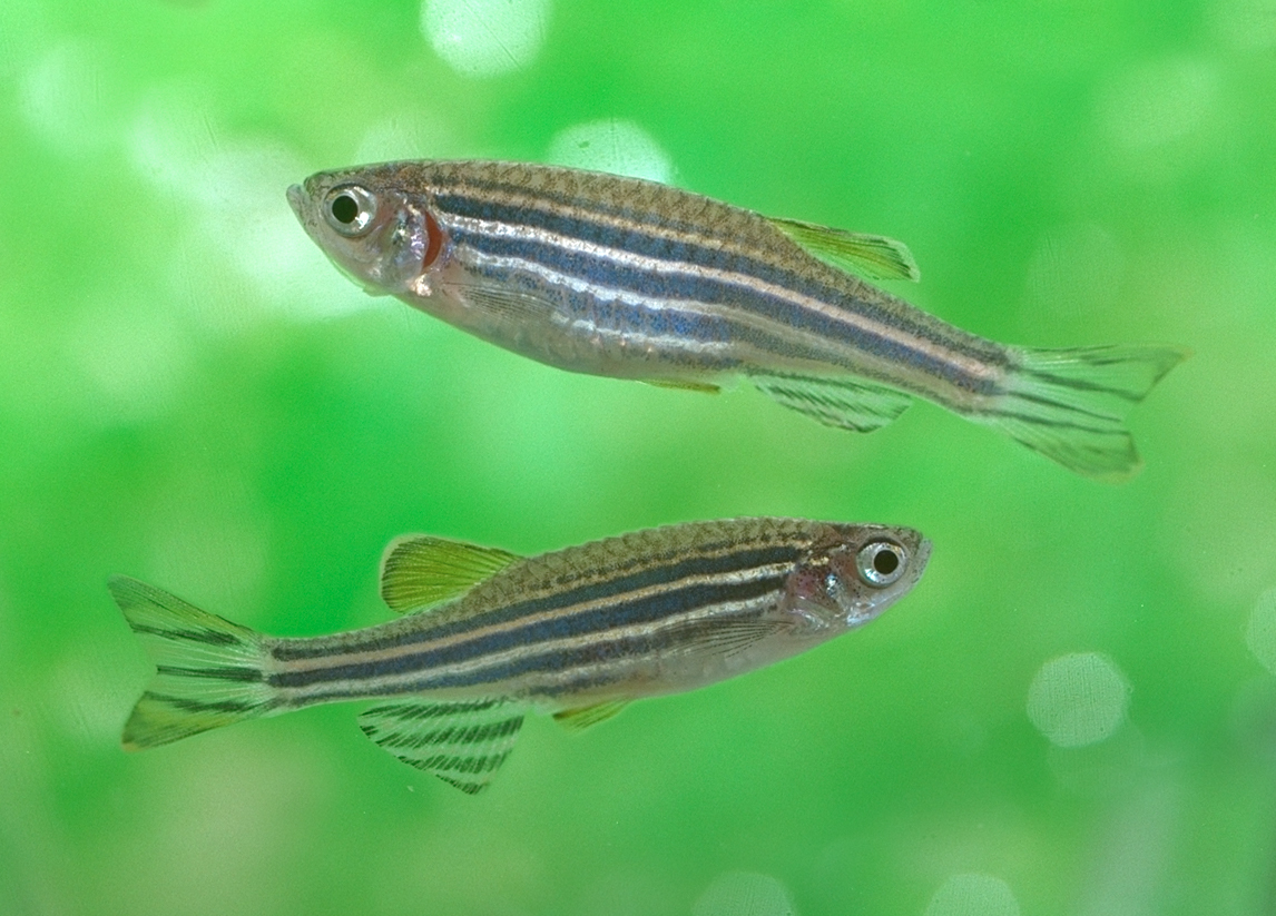 image of danio rerio \(zebra danio\)