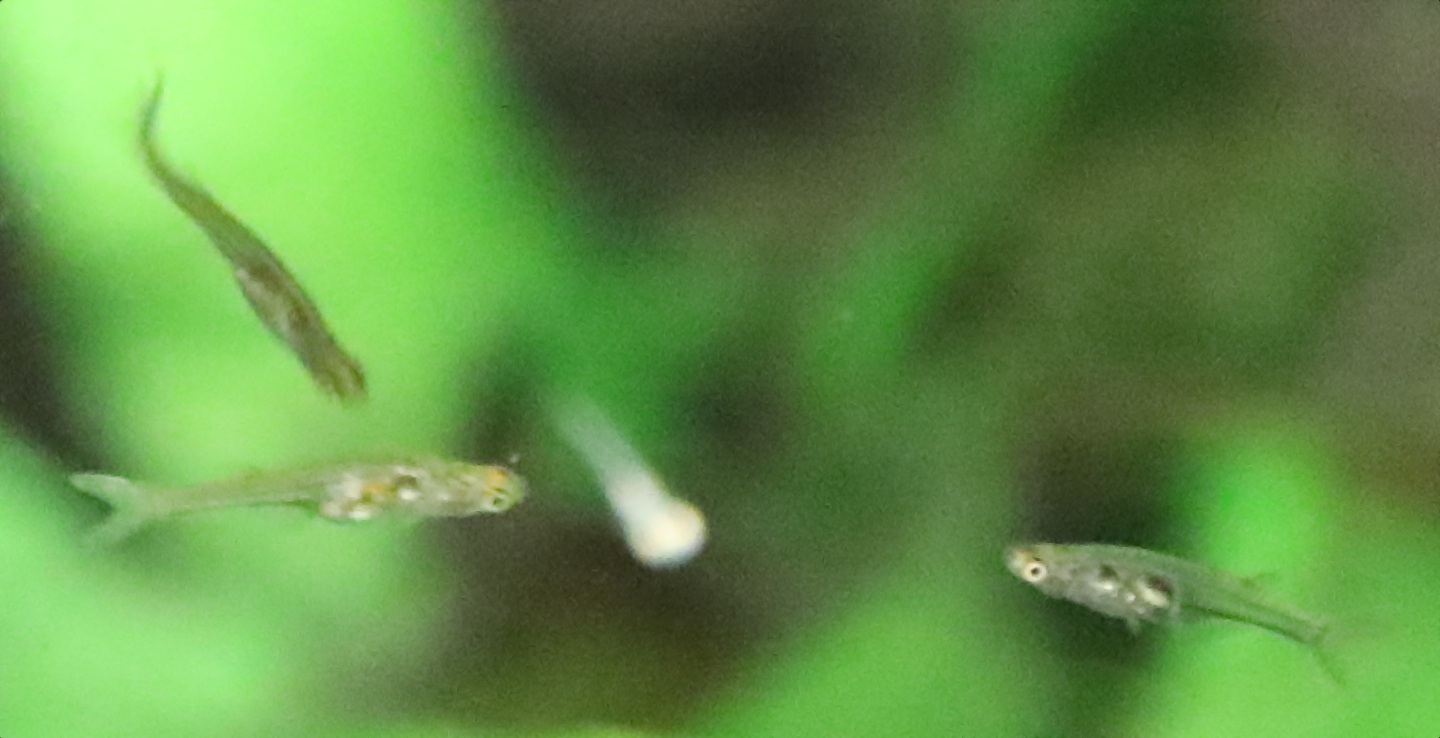 image of danionella translucida