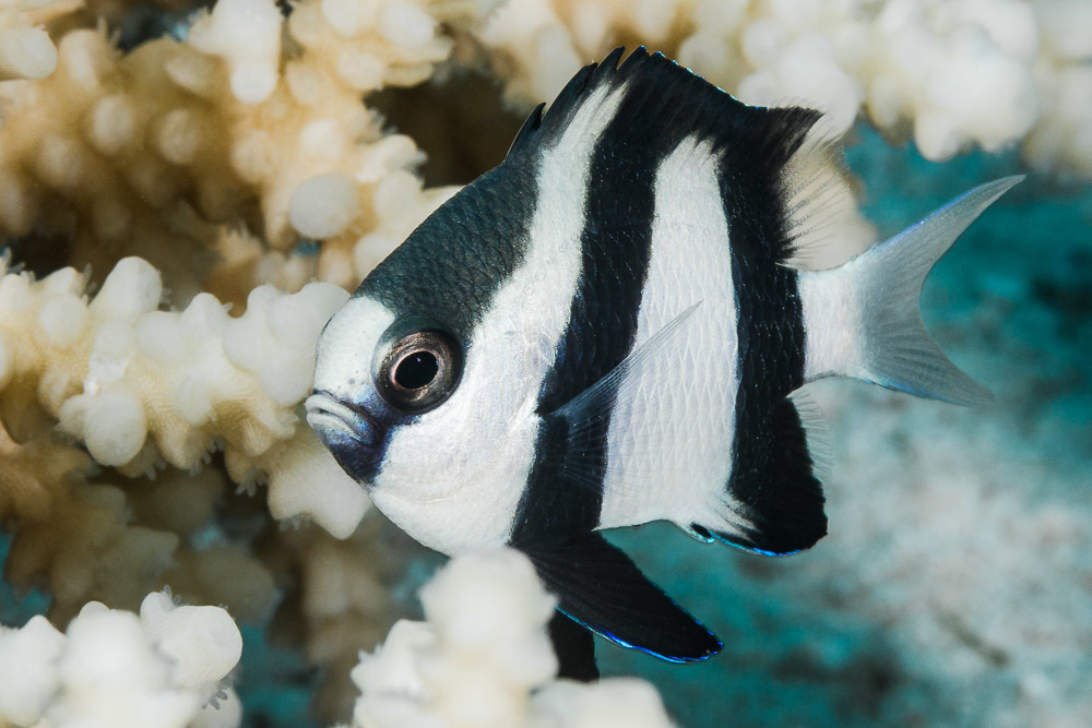 image of dascyllus abudafur