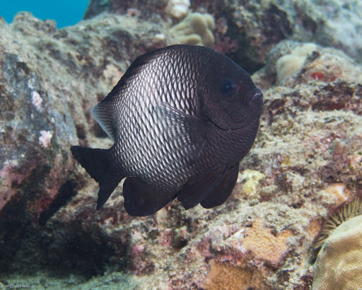 image of dascyllus albisella \(hawaiian dascyllus\)