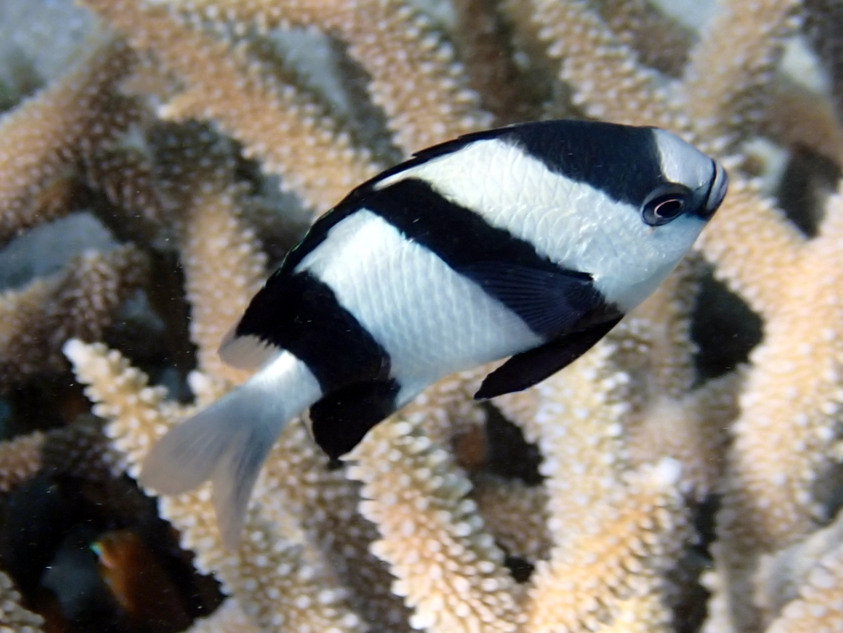image of dascyllus aruanus \(whitetail dascyllus\)