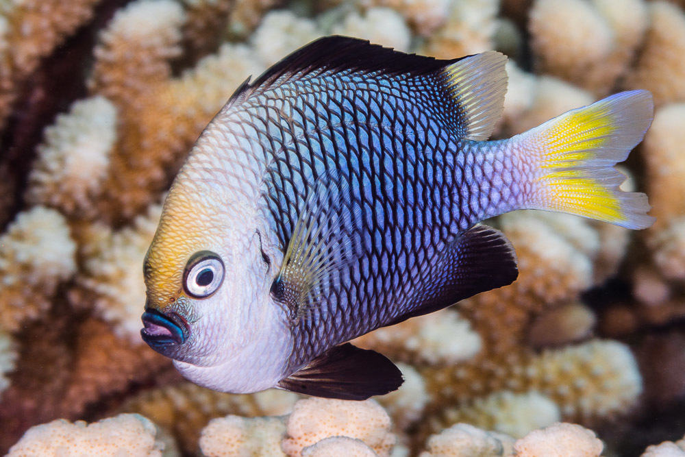 image of dascyllus flavicaudus \(yellowtail dascyllus\)
