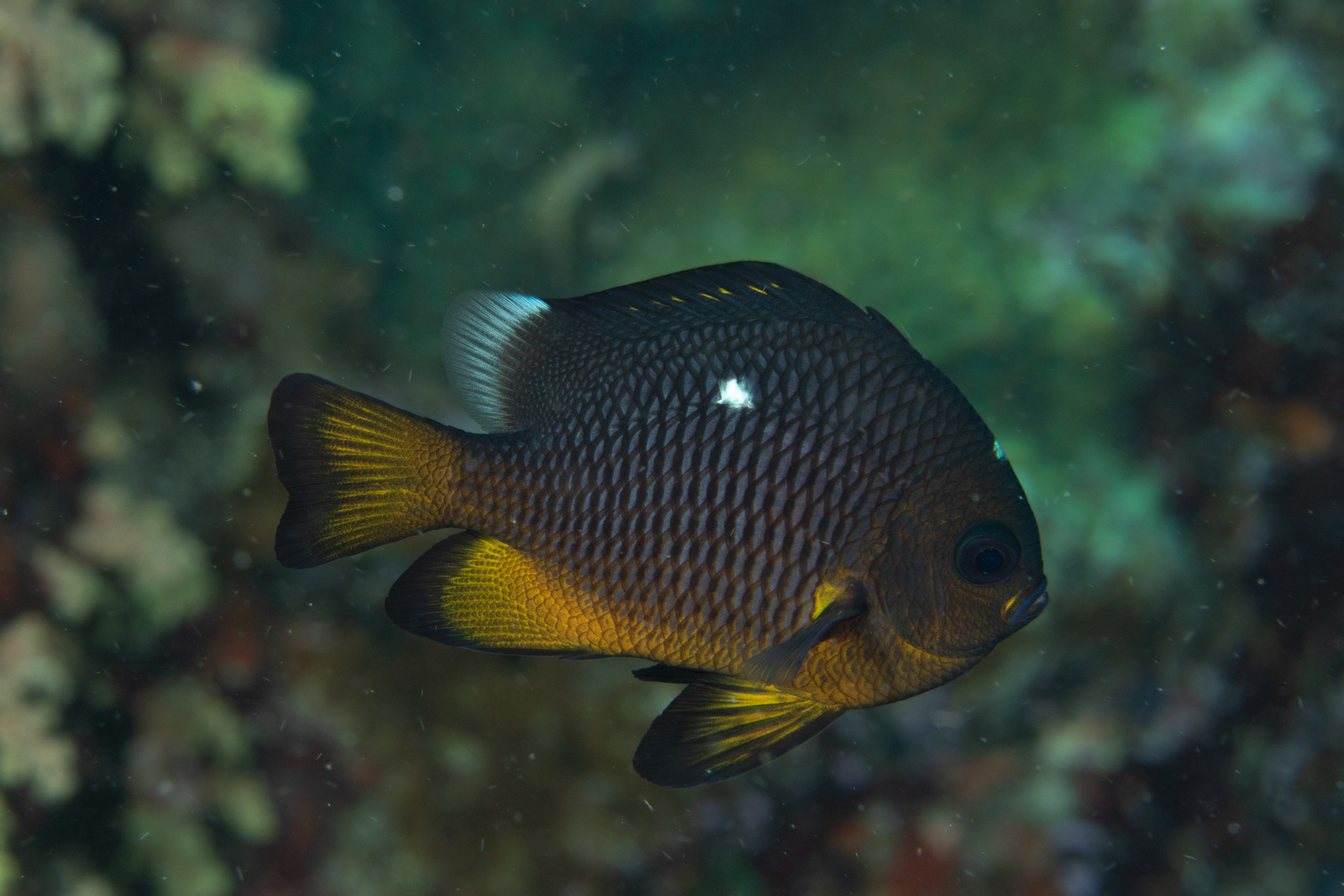 image of dascyllus trimaculatus \(threespot dascyllus\)