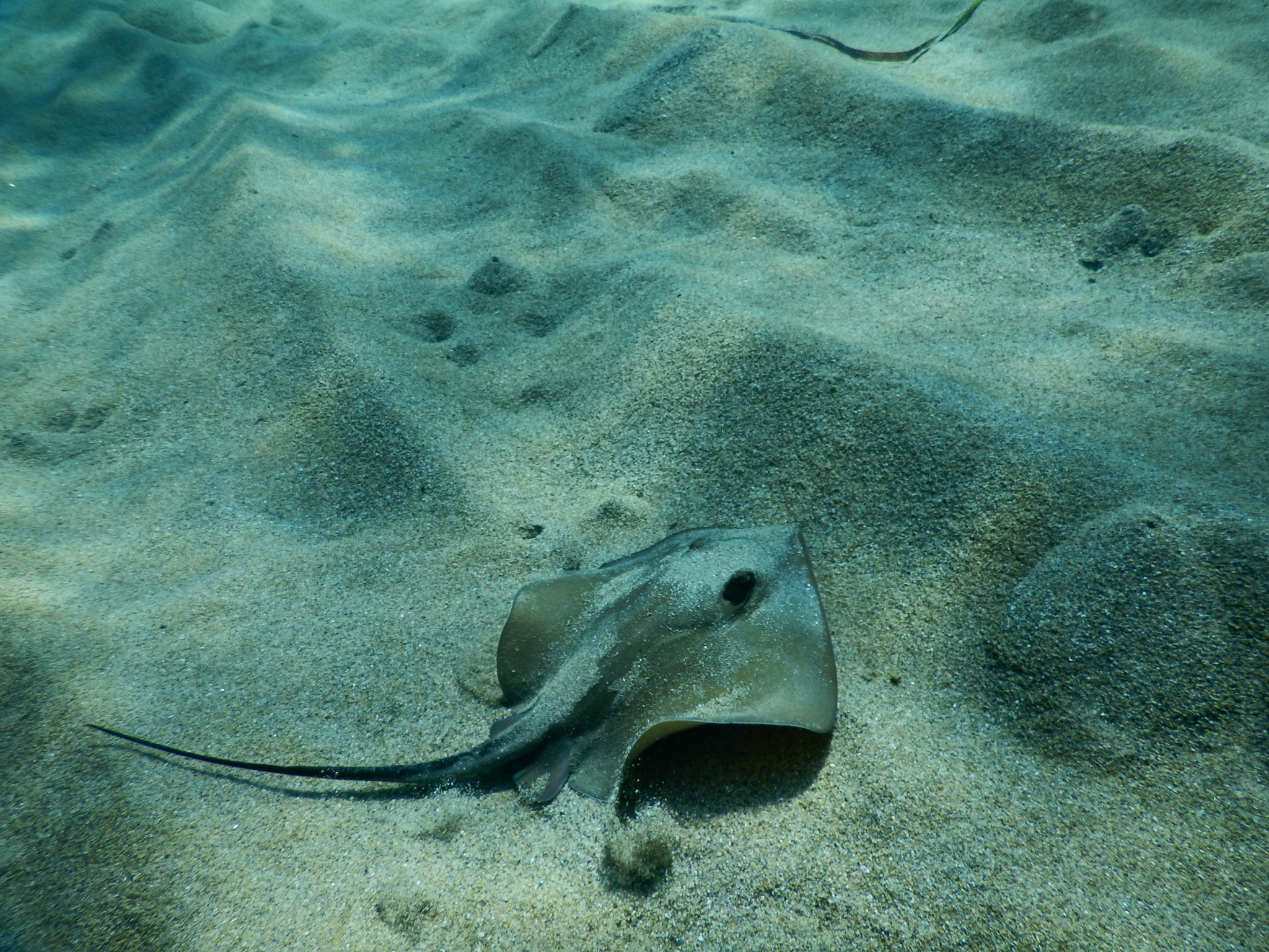 image of dasyatis pastinaca \(common stingray\)