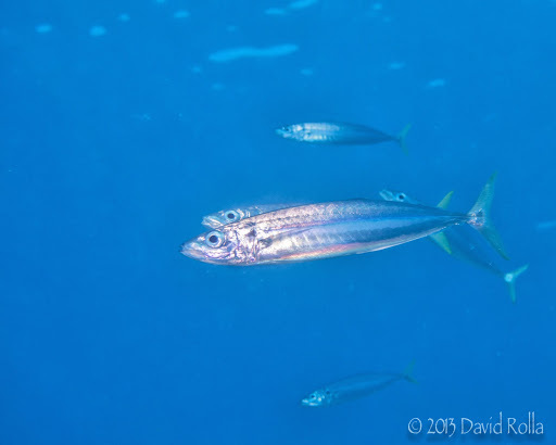 image of decapterus macarellus \(mackerel scad\)