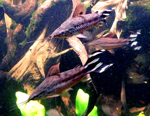 image of dianema urostriatum \(flagtail catfish\)