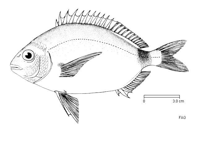 image of diplodus annularis \(annular seabream\)