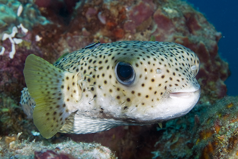 image of diodon hystrix \(spot-fin porcupinefish\)