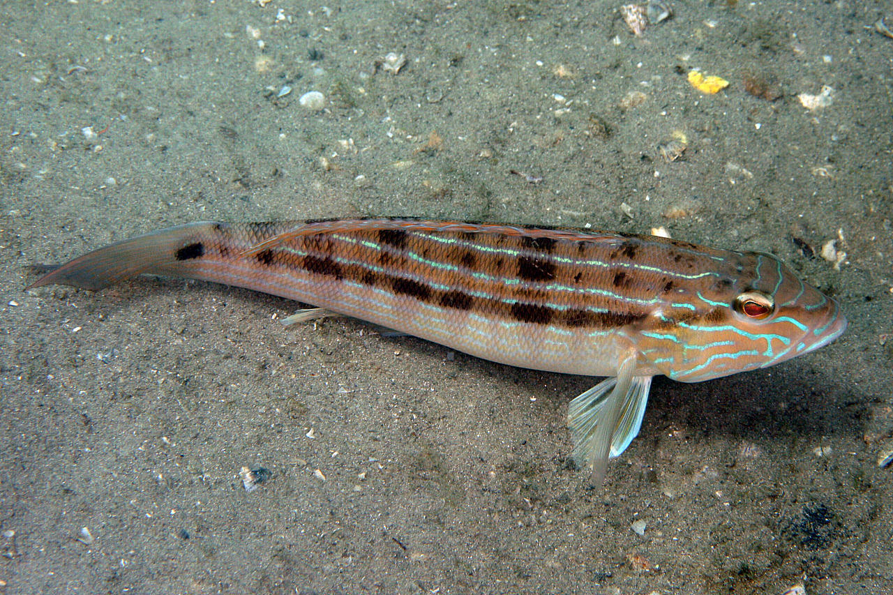 image of diplectrum formosum \(sand perch\)