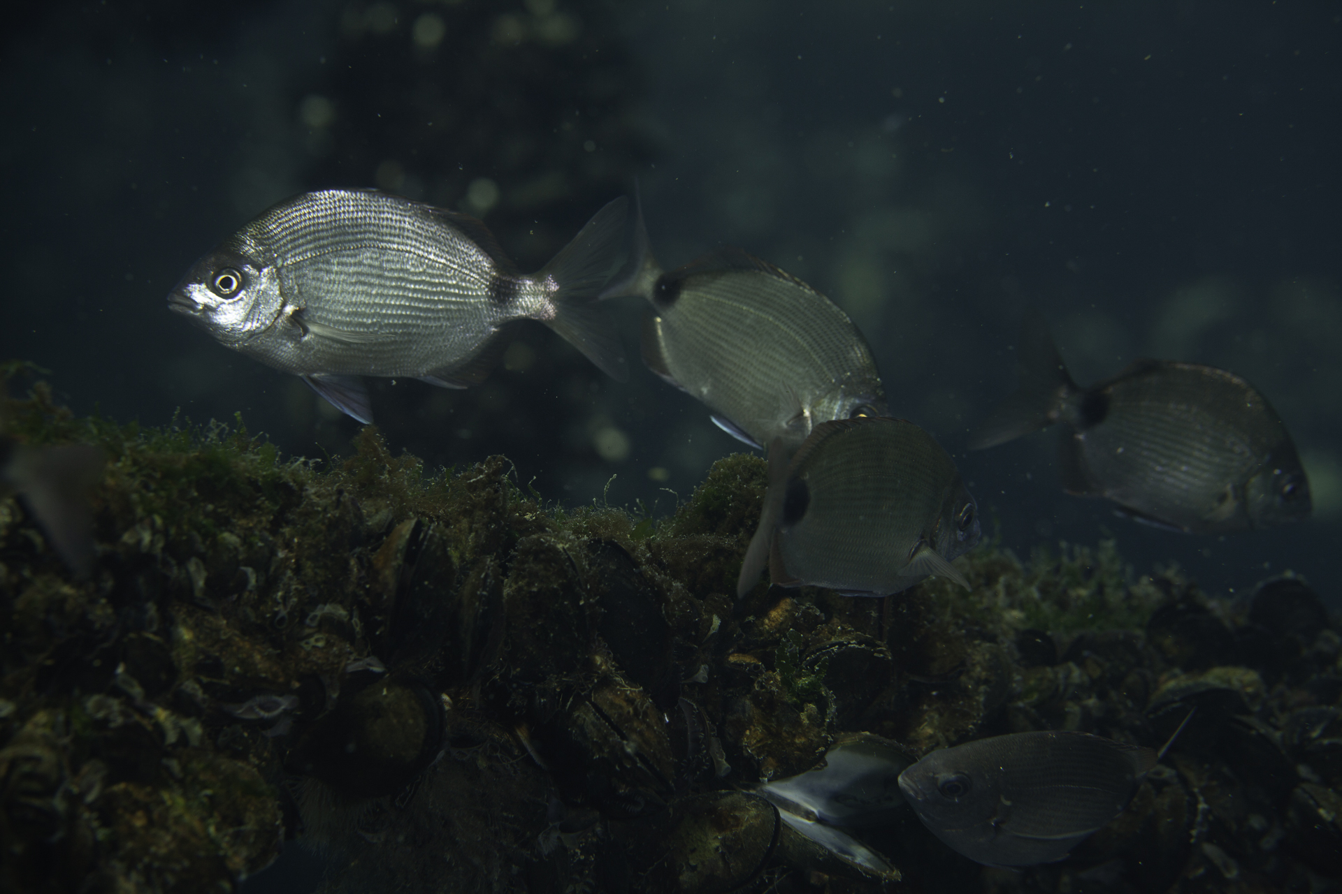 image of diplodus argenteus \(south american silver porgy\)