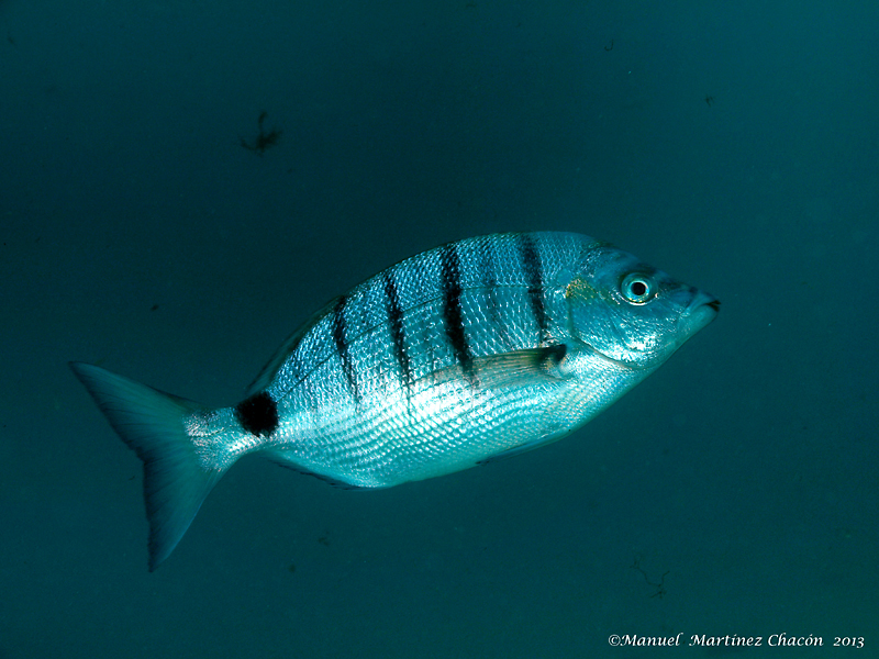 image of diplodus puntazzo \(sharpsnout seabream\)