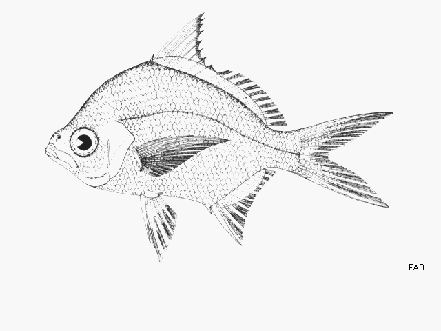 image of diapterus rhombeus \(caitipa mojarra\)