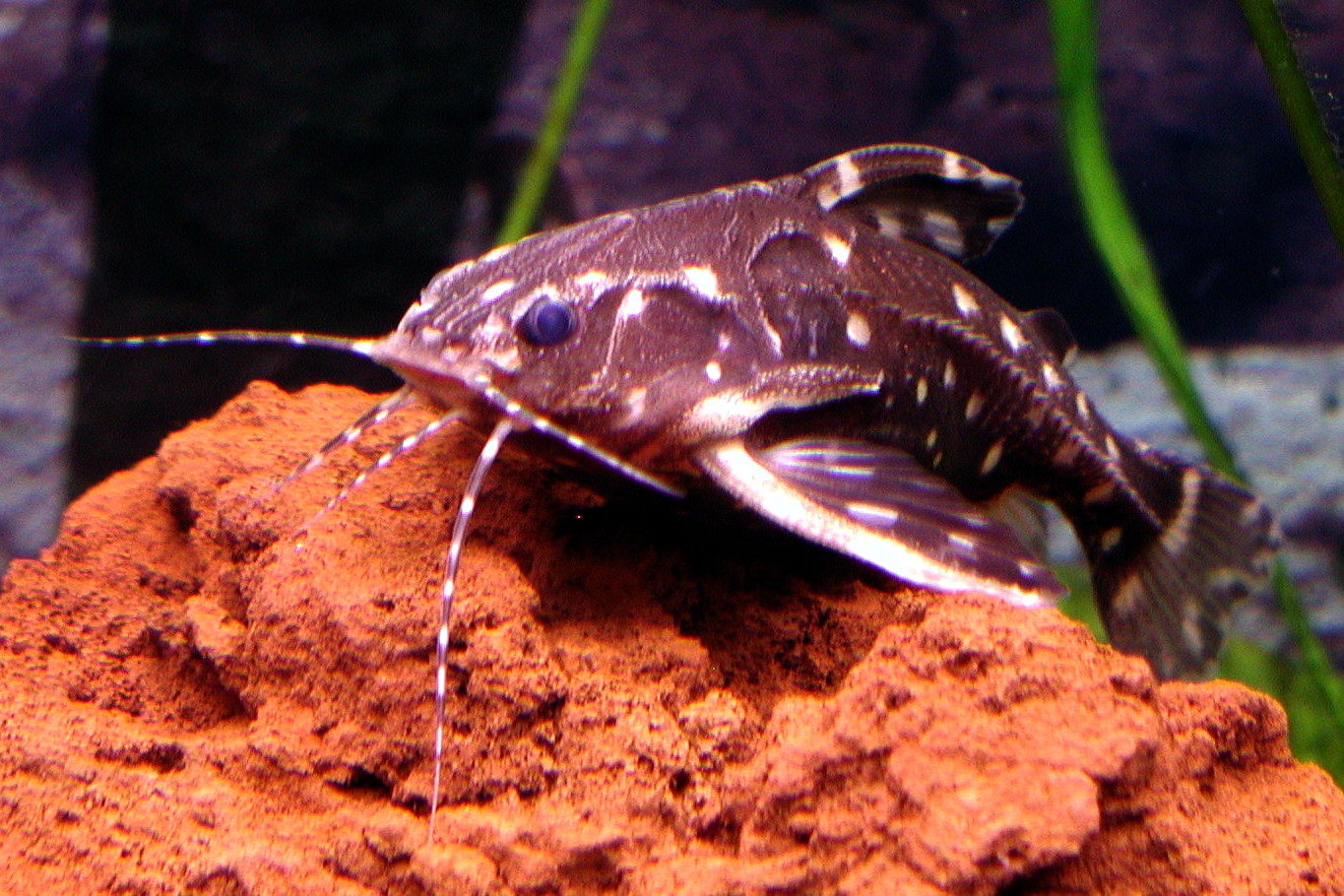 image of agamyxis pectinifrons \(whitebarred catfish\)