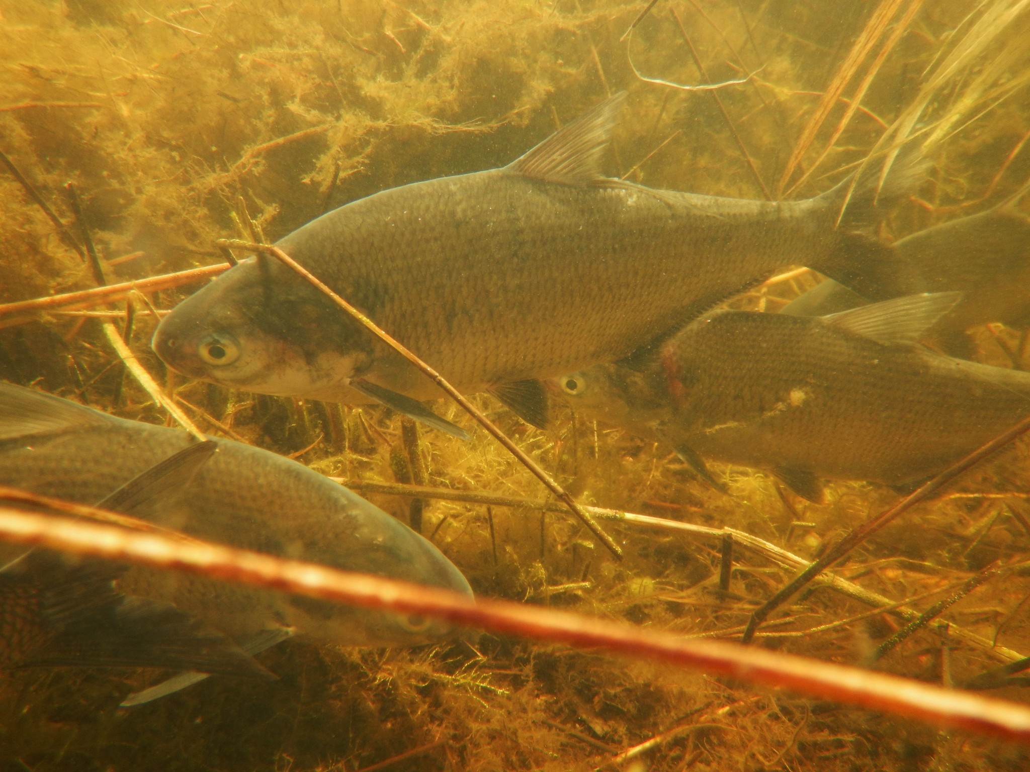 image of dorosoma cepedianum \(american gizzard shad\)